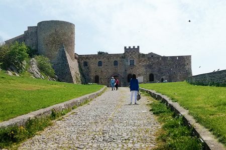 Bovino