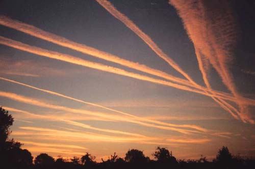 Scie chimiche alla base della Xylella: la Poli Bortone stupisce il web Scie chimiche alla base della Xylella: la Poli Bortone stupisce il web