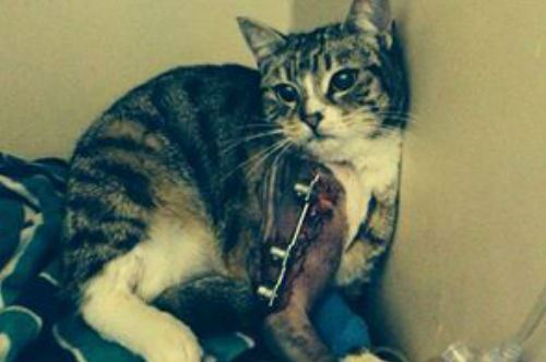 “Aiutiamo Pupetta”: Bari solidale per la gattina ferita