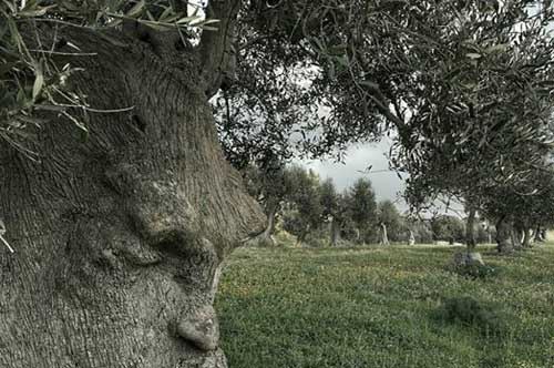 Il Salento saluta il Gigante di Alliste, a Ginosa spunta l’ulivo che riflette
