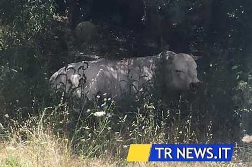 Un toro negli studi, caos a Telerama
