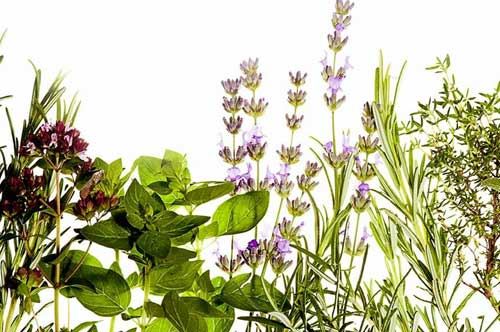 Festa delle Erbe Spontanee di Puglia Festa delle Erbe Spontanee di Puglia