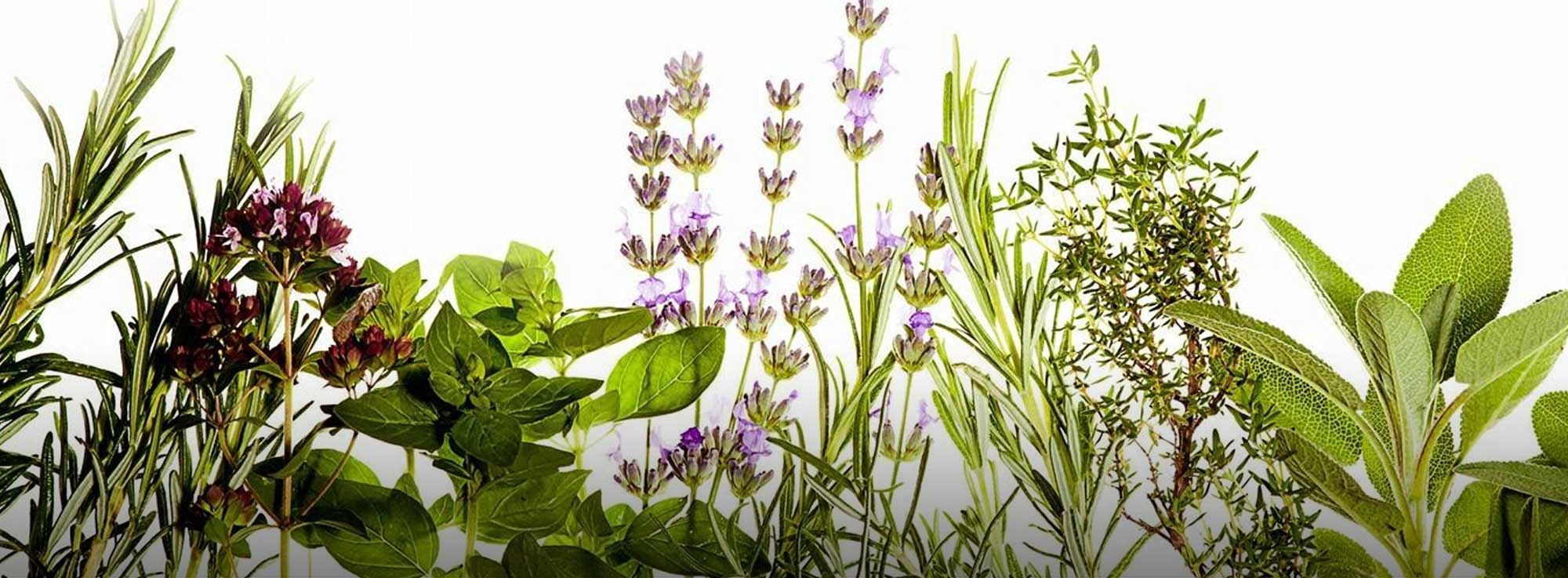 Martina Franca: Festa delle Erbe Spontanee di Puglia