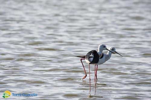 Prima nidificazione, anche Torre Guaceto ha il “suo” cavaliere d’Italia Prima nidificazione, anche Torre Guaceto ha il “suo” cavaliere d’Italia