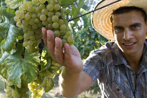 Agricoltori pugliesi Under 40, al via un bando da 40 milioni Agricoltori pugliesi Under 40, al via un bando da 40 milioni