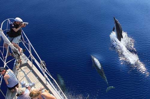 No ai delfinari, sì ai rifugi a mare: il progetto della Jonian Dolphin Conservation