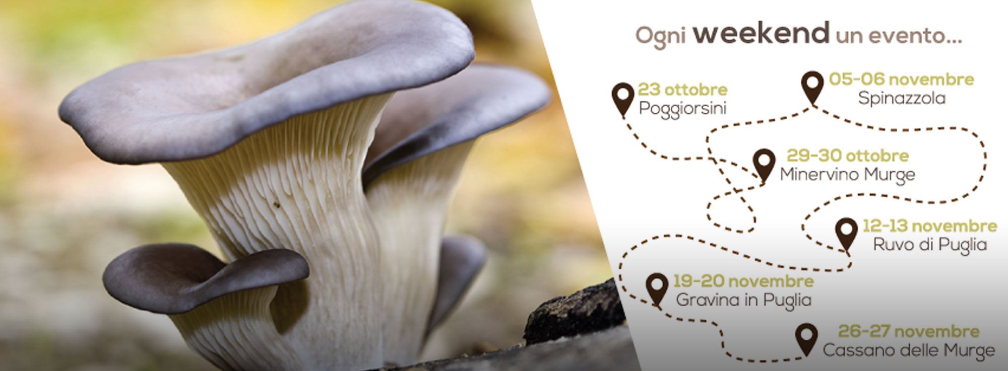 Minervino Murge: Sagra Del Fungo Cardoncello 2016