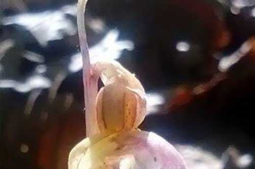 Parco Nazionale del Gargano nella storia: ecco l’Orchidea Fantasma