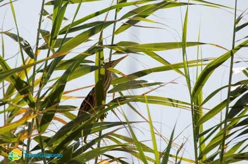 L’uccello mimetico arriva tra le foglie di Torre Guaceto: le foto del Tarabusino