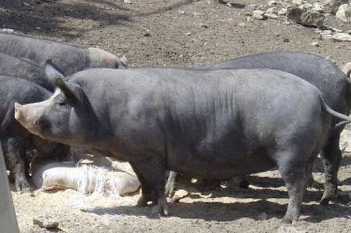 Sagra del Maiale nero