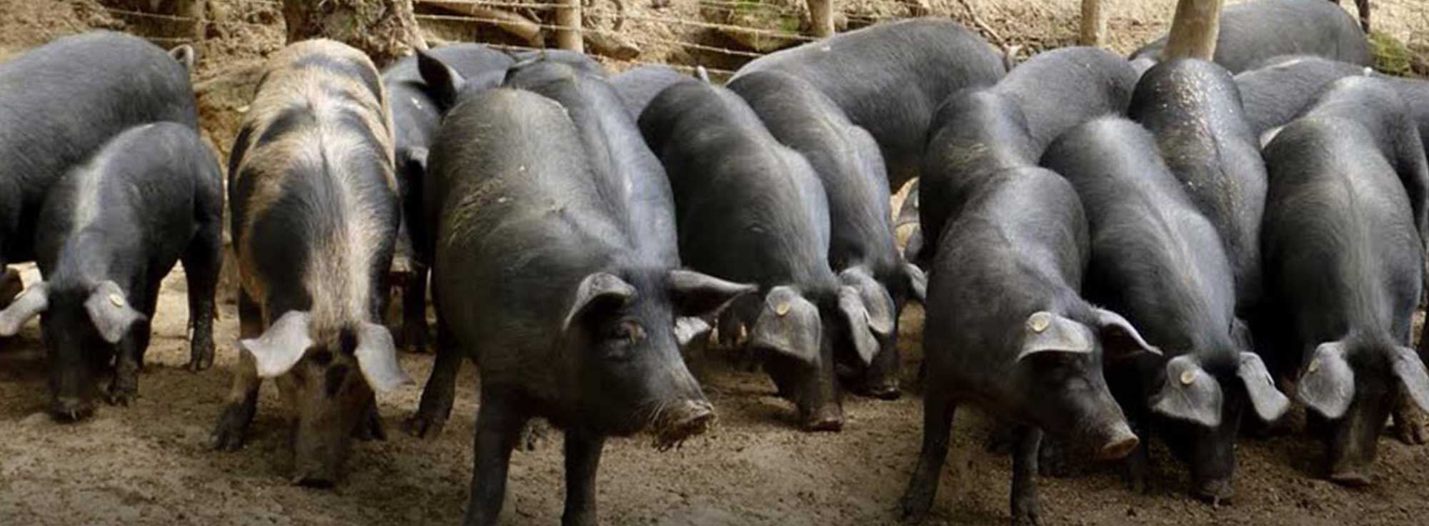 Faeto: Sagra del Maiale nero