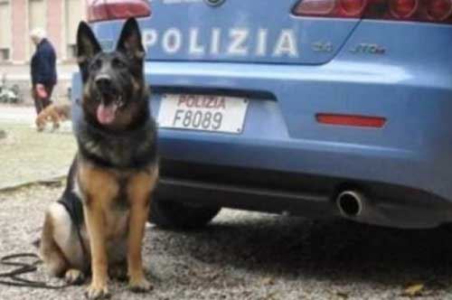 Brindisi, Warren il cane poliziotto cerca “casa”