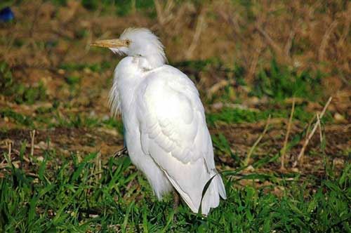 Aironi, cormorani e fenicotteri riuniti all’Oasi Li Punzi