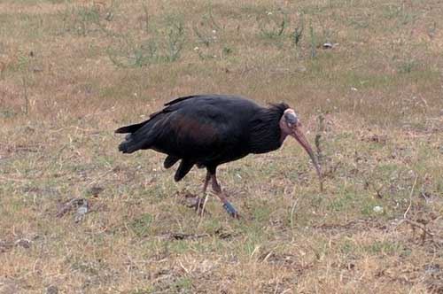 A volte ritornano: l’Ibis Eremita di nuovo sul Gargano