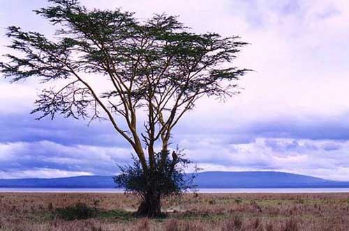 “Rosso come la Terra, Nero come la Pelle. Il mio viaggio in Kenya” “Rosso come la Terra, Nero come la Pelle. Il mio viaggio in Kenya”
