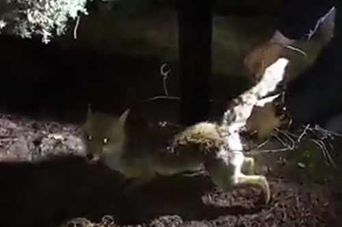 Era impigliata in un cavo di ferro, il video del salvataggio di una volpe a Corato Era impigliata in un cavo di ferro, il video del salvataggio di una volpe a Corato
