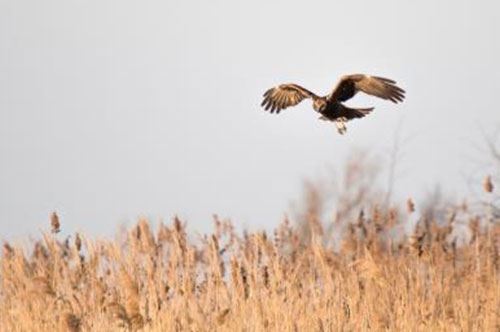 Falchi palustri, Torre Guaceto torna ad accoglierli: le foto