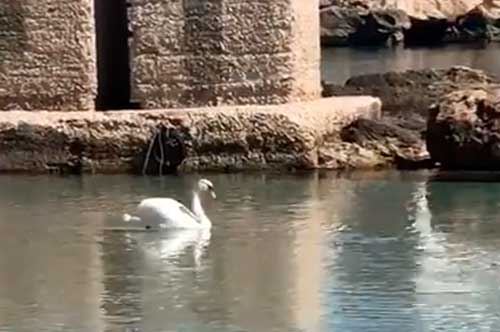 Un cigno nel mare di Santa Maria al Bagno: avvistamento in Salento Un cigno nel mare di Santa Maria al Bagno: avvistamento in Salento