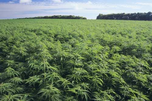 Coltivazione della canapa, in Puglia ecco 1.5 milioni di euro a sostegno