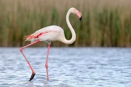 Torre Guaceto, la danza del fenicottero “solitario”