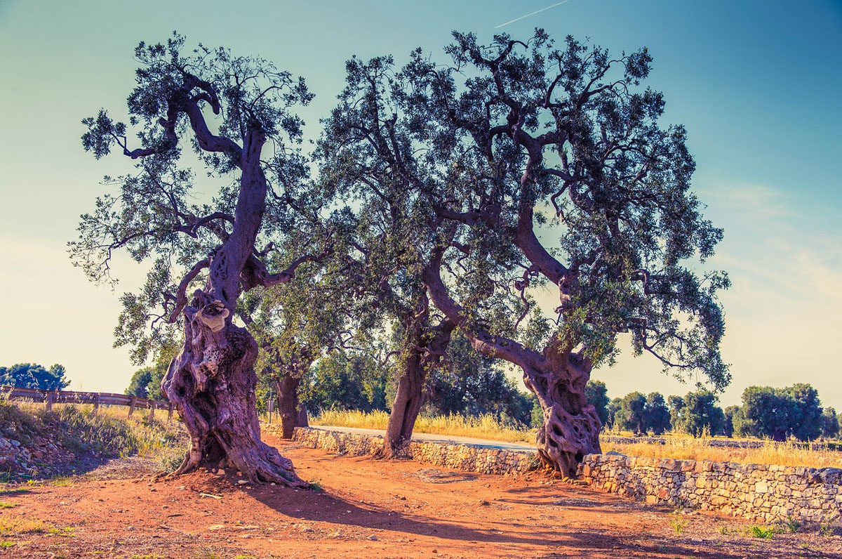 Rotazione degli ulivi in Puglia: curiosità sulla torsione delle piante secolari
