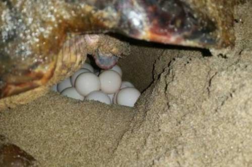Castellaneta Marina, niente chiasso in spiaggia: 86 uova di tartaruga da preservare