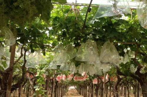 Sperimentato in Puglia Uva insacchettata, per prodotti più sani