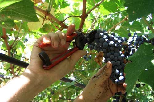 Coldiretti, anticipazione della vendemmia in Puglia per la siccità