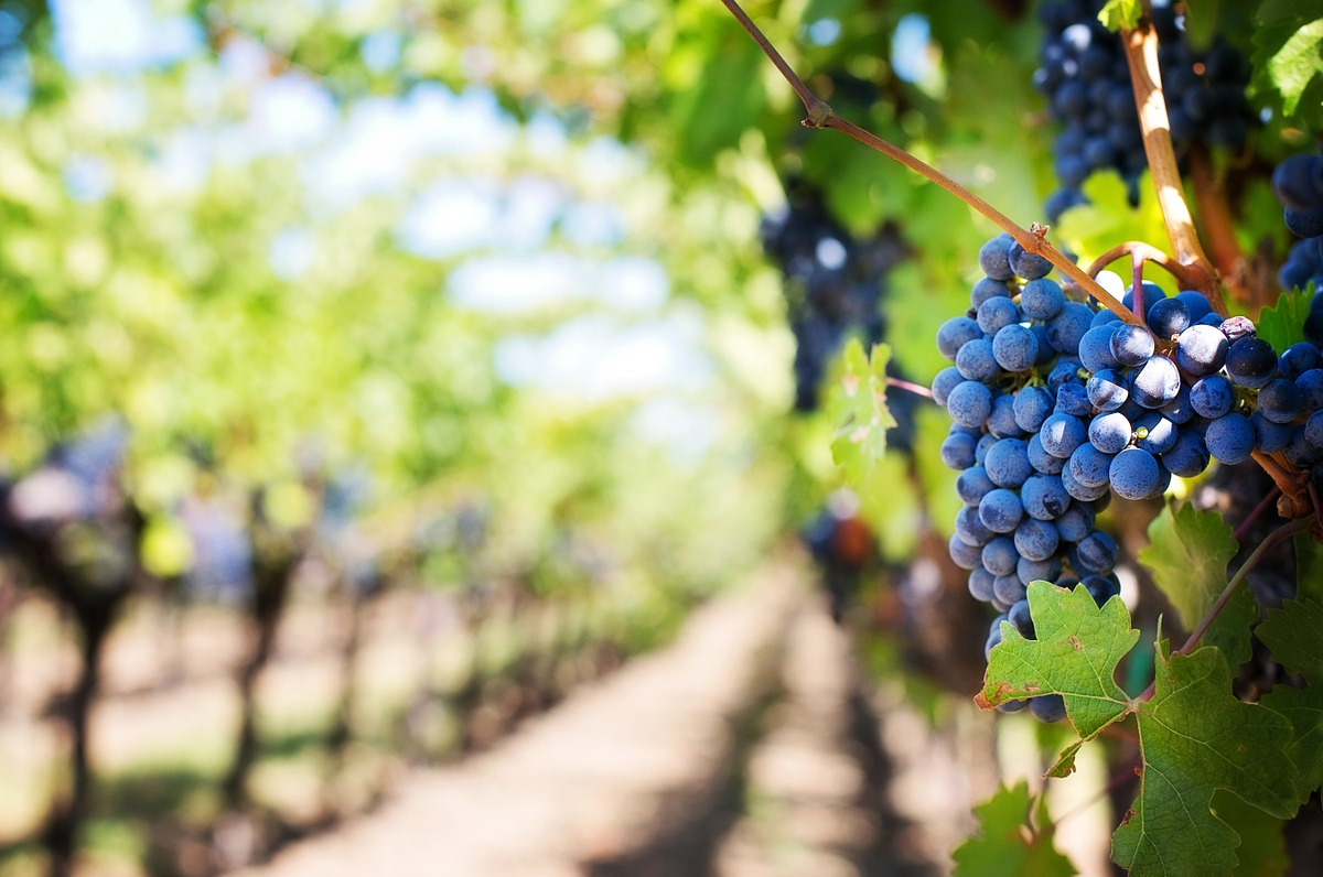 La vendemmia in Puglia, un periodo unico tra cultura e tradizione