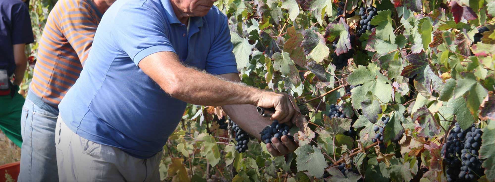 Faggiano: Festa della Vendemmia