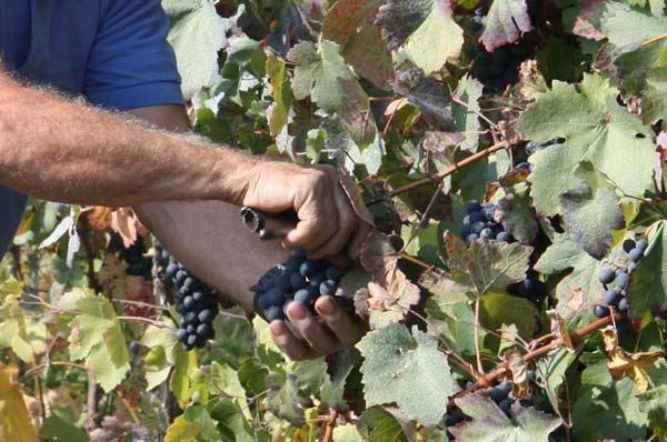 Festa della Vendemmia