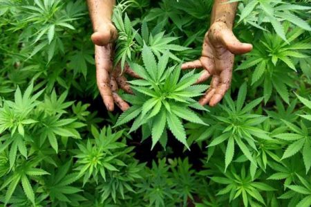 cannabis bari