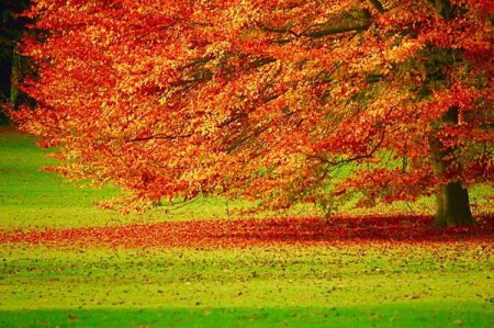fermenti autunno felline