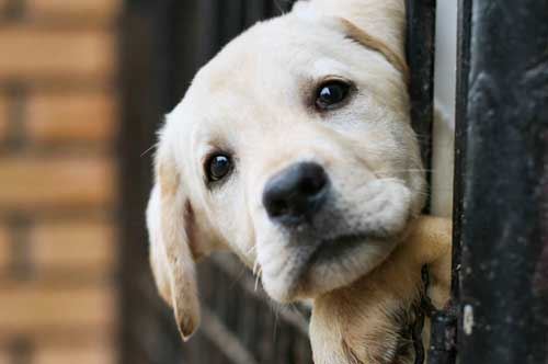 Riaperto il canile sanitario a Manduria, novità importante per la città