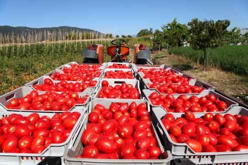 Pomodori precoci in Puglia, la raccolta ha chiuso in anticipo in Capitanata