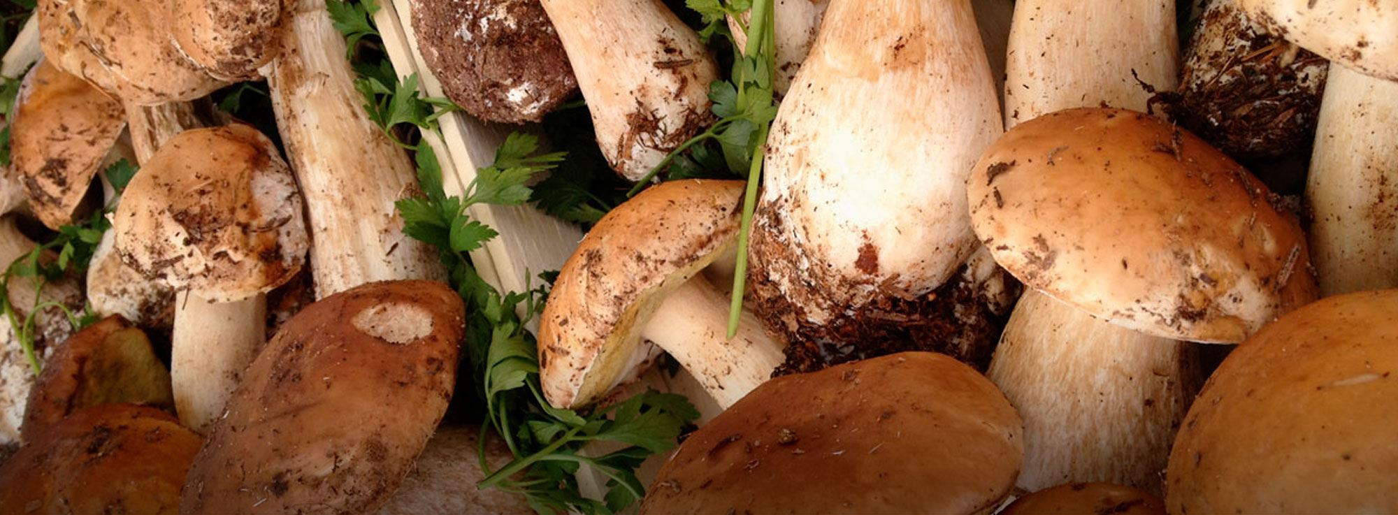 Minervino Murge, Spinazzola, Ruvo di Puglia, Gravina in Puglia e Cassano delle Murge: Sagra del fungo cardoncello