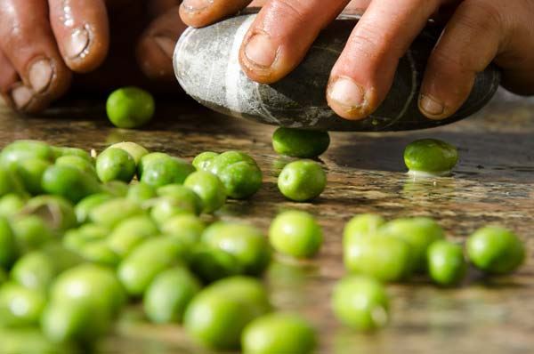 Olio novello dai semenzali a Gagliano del Capo, attesi i risultati Olio novello dai semenzali a Gagliano del Capo, attesi i risultati