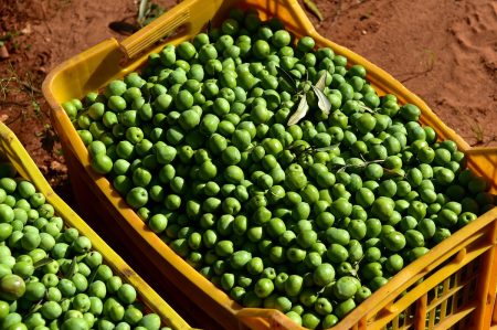 Raccolta delle olive in Puglia