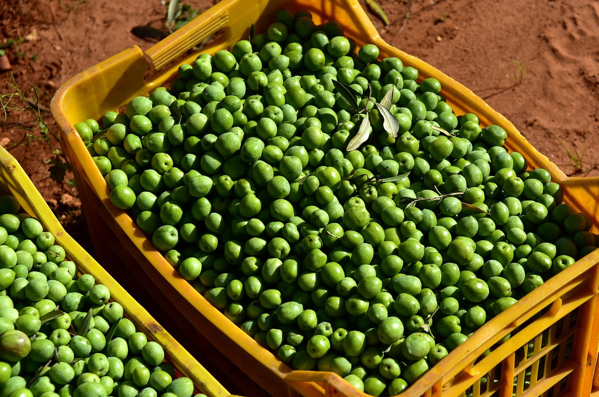 Raccolta delle olive tra ottobre e novembre, la tradizione in Puglia