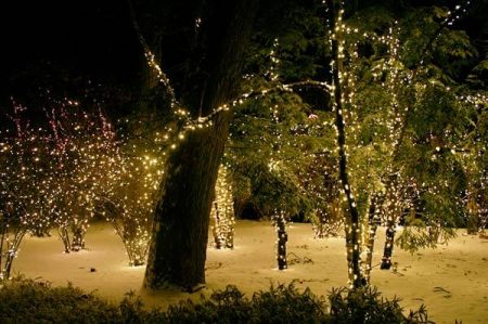 natale bosco bari ferrarese