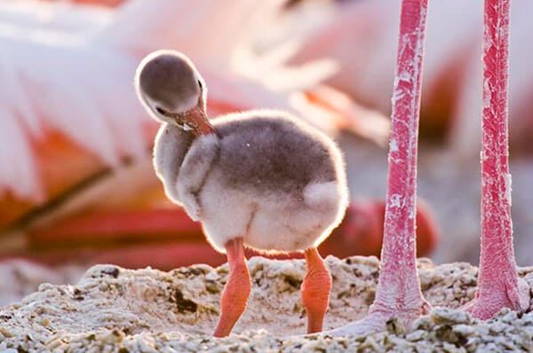 Nidi di fenicotteri rosa alle Saline di Margherita di Savoia, la natura incanta Nidi di fenicotteri rosa alle Saline di Margherita di Savoia, la natura incanta