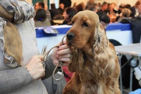 mostra canina foggia