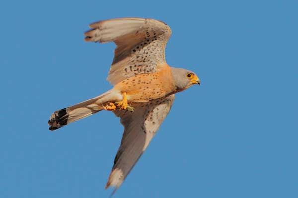Un nido per il falco grillaio nel borgo di Casamassima con la Lipu