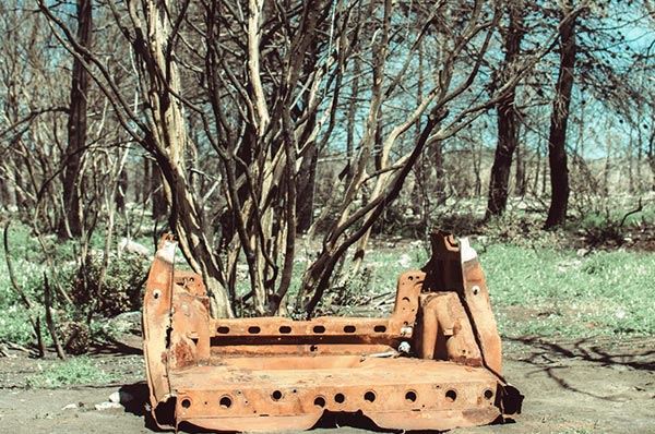 Palagianello, rami sopravvissuti diventano un’arpa eolica Palagianello, rami sopravvissuti diventano un’arpa eolica
