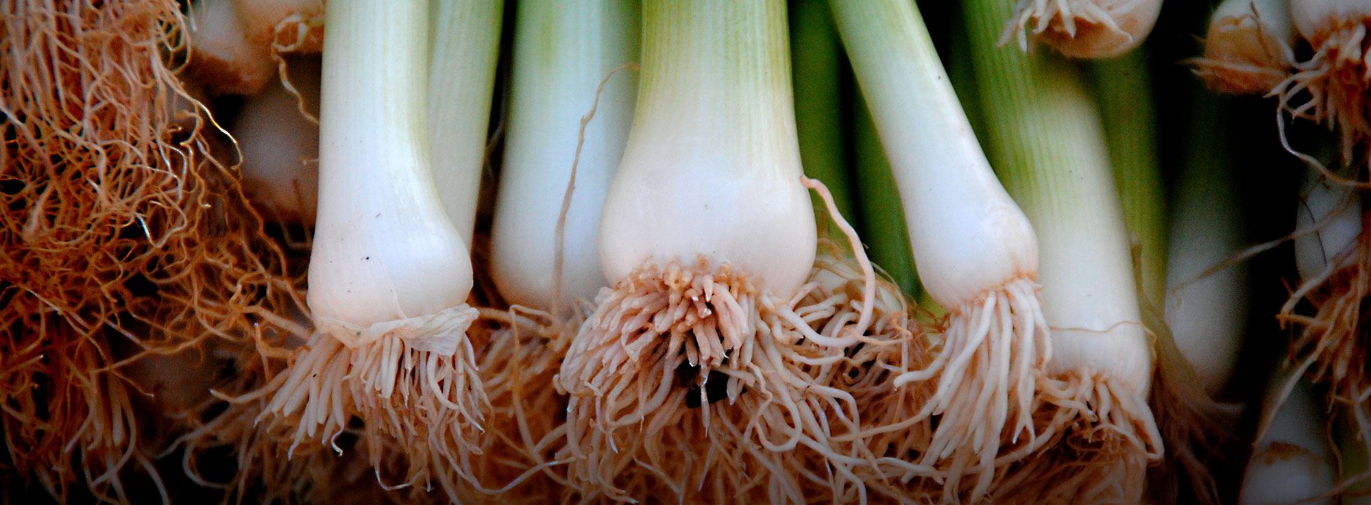 Ricetta: Uova con cipolle sponsali