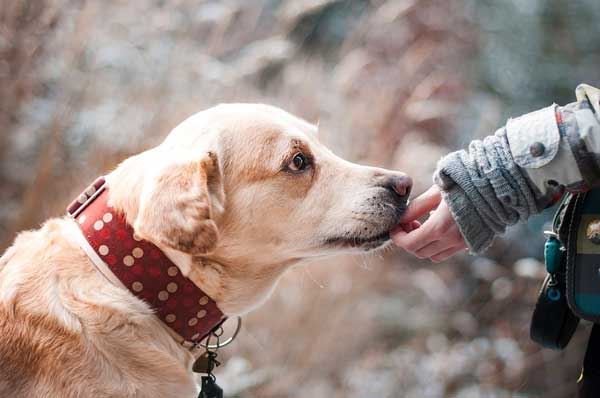Patentino per proprietari di cani a Foggia, un corso aperto a tutti Patentino per proprietari di cani a Foggia, un corso aperto a tutti