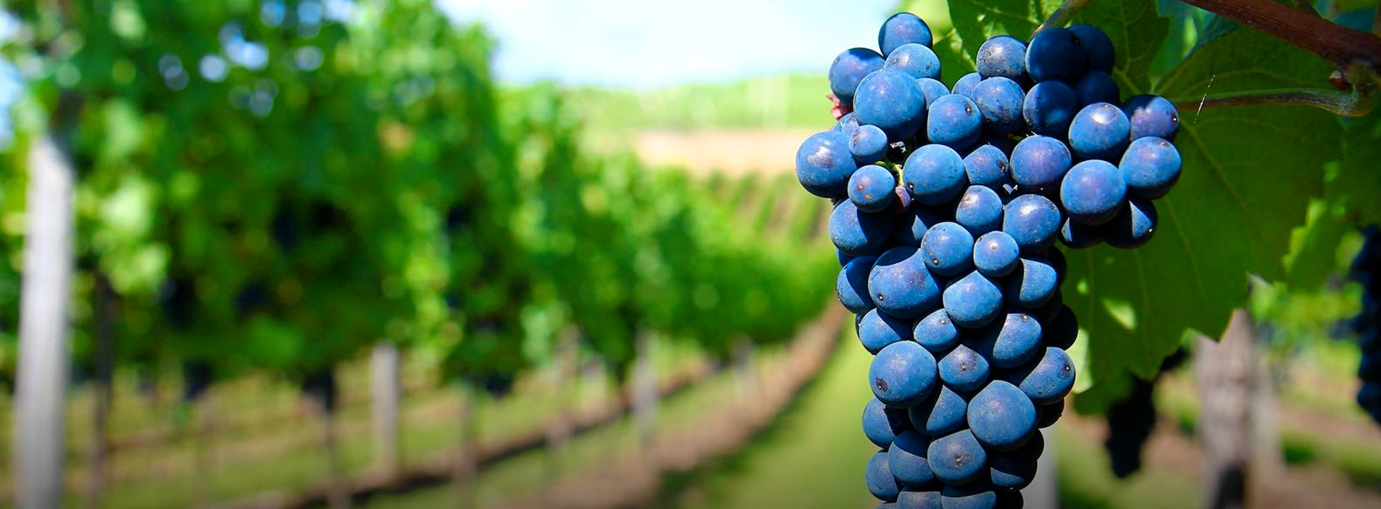 Carosino: Cantine Aperte