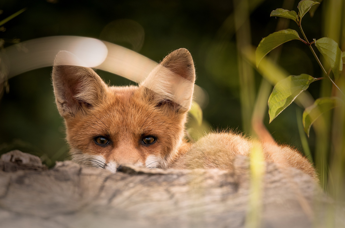 Fauna pugliese, dagli antichi ippopotami alle attuali volpi e vipere
