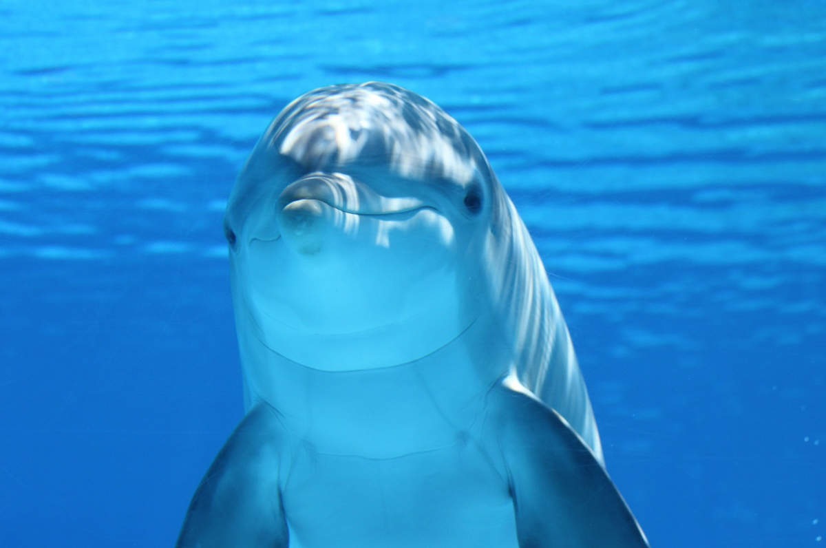 Unesco, un premio per i delfini di Taranto e la Jonian Dolphin Conservation