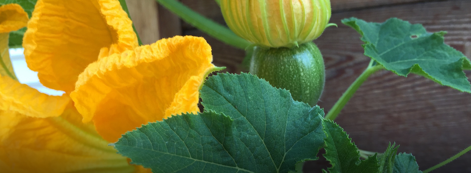Ricetta: Fiori di zucca ripieni di stracciatella pugliese